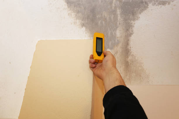 Best Mold Odor Removal Services  in New Wilmington, PA