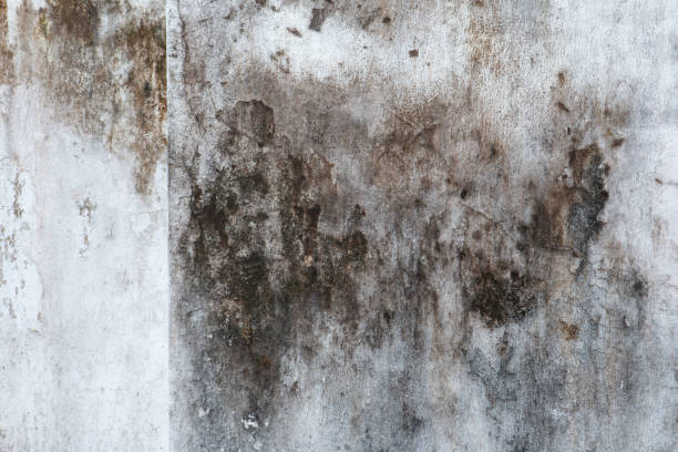 Professional Mold Removal in New Wilmington, PA