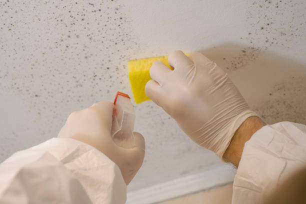 Best Forensic Mold Investigation  in New Wilmington, PA