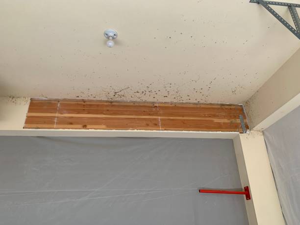 Best Residential Mold Inspection & Testing  in New Wilmington, PA