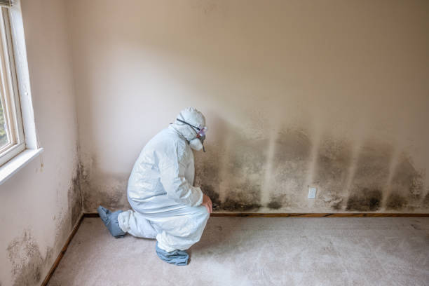 Best Mold Damage Restoration  in New Wilmington, PA